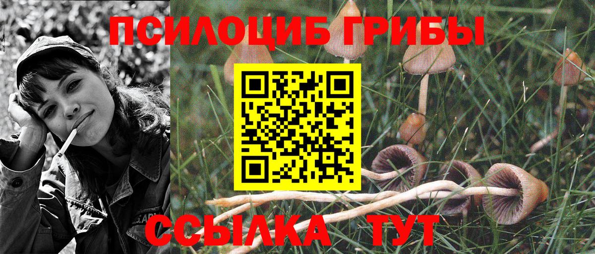 Псилоцибиновые грибы Psilocybine cubensis Иваново